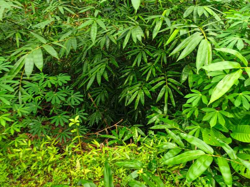 dijual tanah pageraji kec cilongok