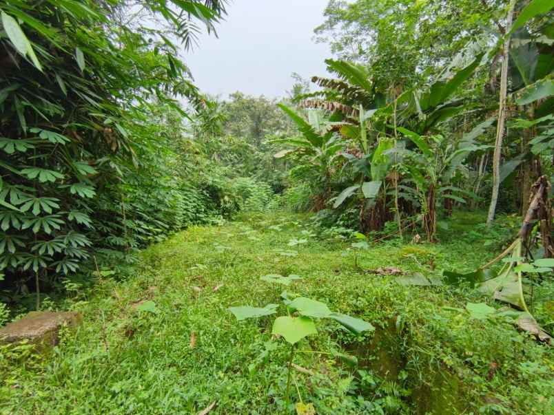 dijual tanah pageraji kec cilongok