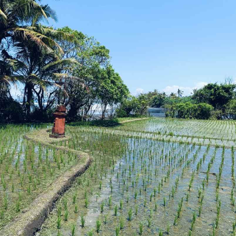 dijual tanah pantai tegalombo