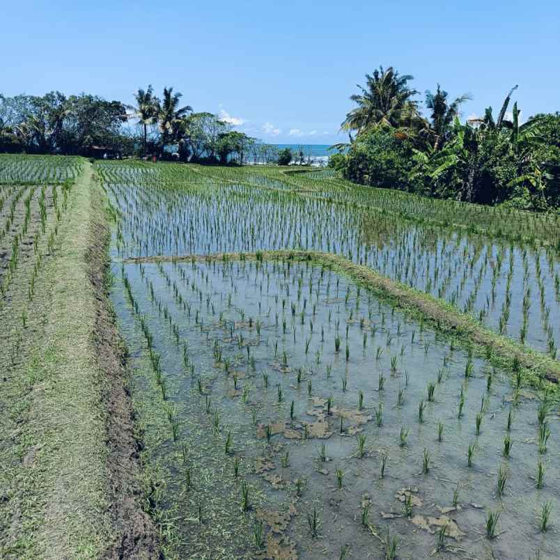 dijual tanah pantai tegalombo