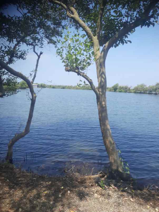 dijual tanah tambak produktif kupang jabon sidoarjo