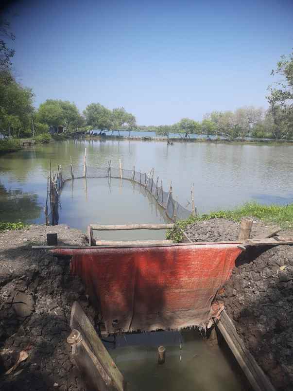 dijual tanah tambak produktif kupang jabon sidoarjo