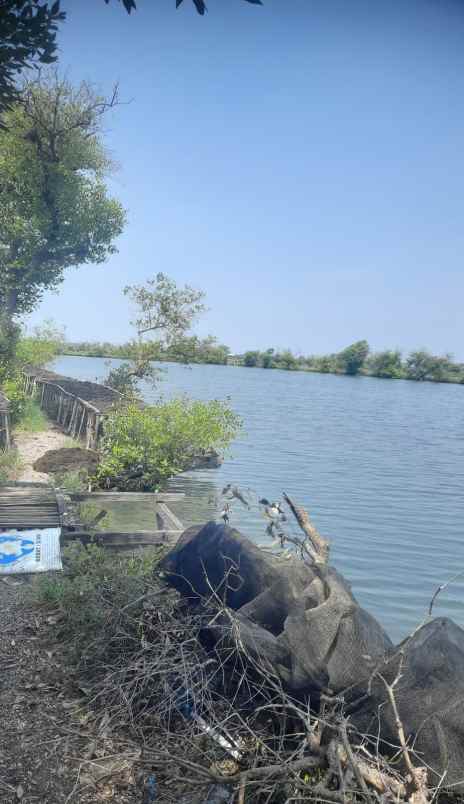 dijual tanah tambak produktif kupang jabon sidoarjo