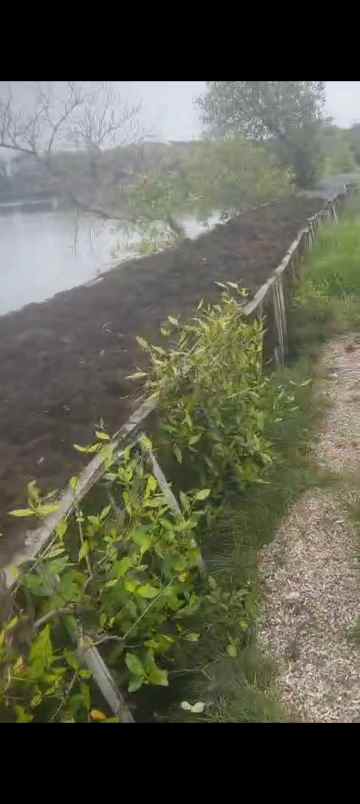 dijual tanah tambak produktif kupang jabon sidoarjo