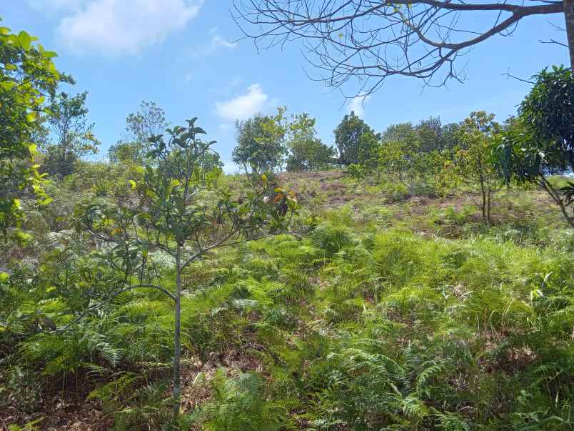 dijual tanah toapaya