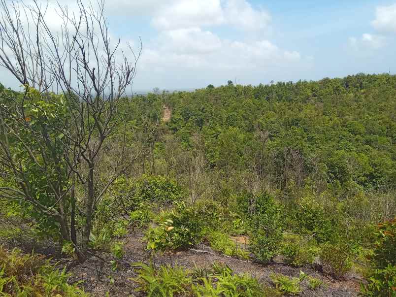 dijual tanah toapaya