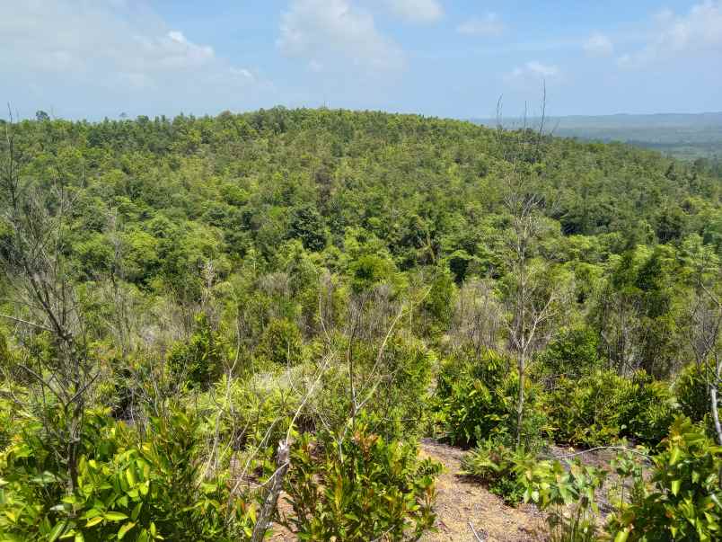 dijual tanah toapaya