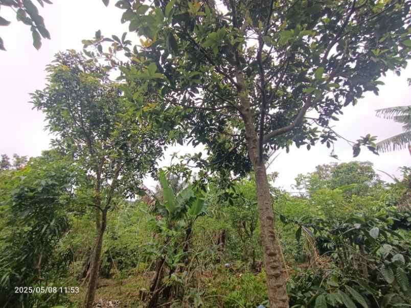 dijual tanah wanagiri buleleng bali