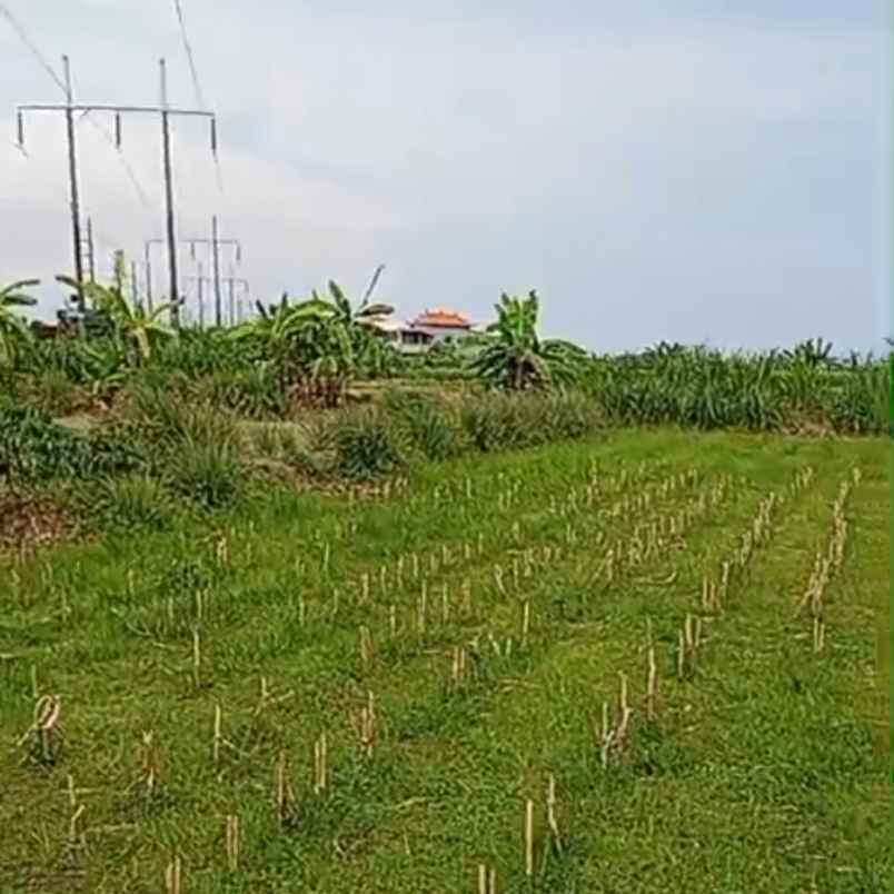 disewakan tanah buluh indah