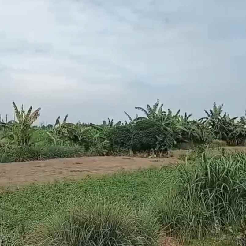 disewakan tanah buluh indah