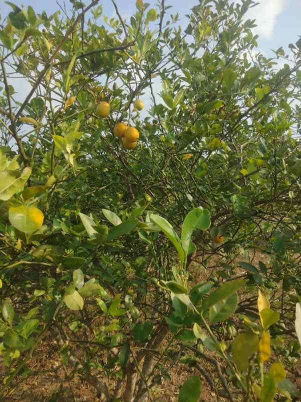 jual villa vieu cantik