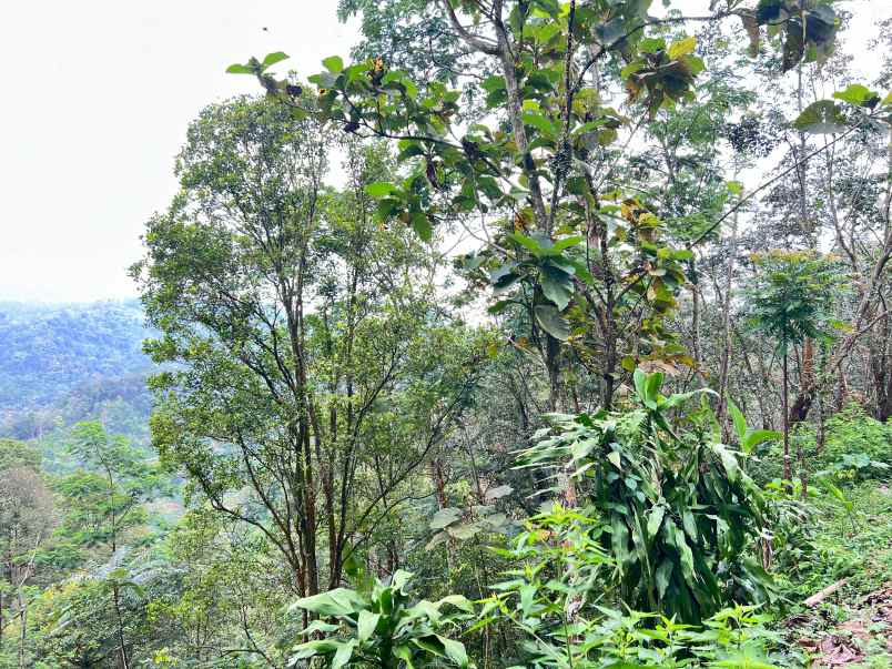 kebun durian siap panen 7700m 500jt jenawi karanganyar
