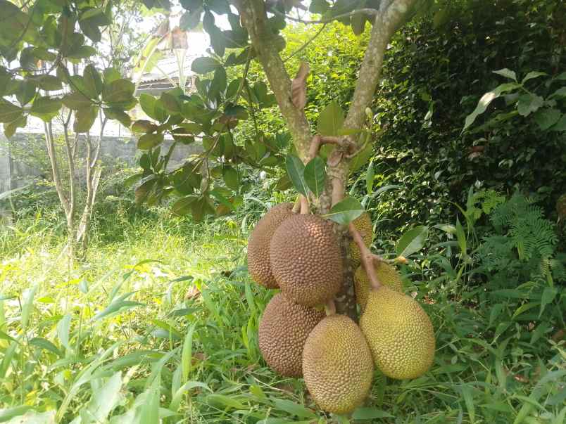 kolam pemancingan kebun produktif ciater subang