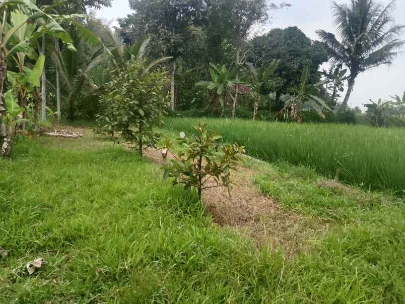 kolam pemancingan kebun produktif ciater subang