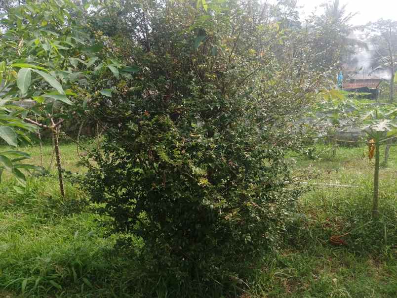 kolam pemancingan kebun produktif ciater subang