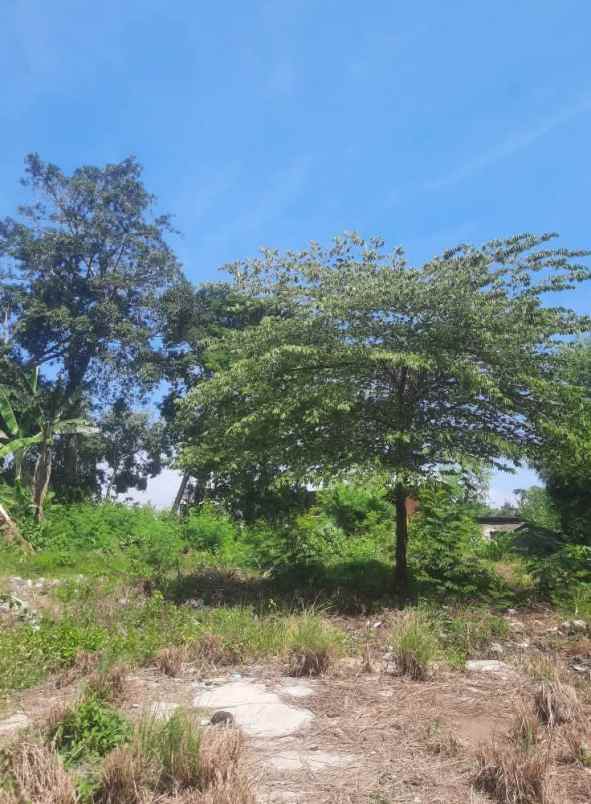 land for leasehold in kedungu bali close canggu