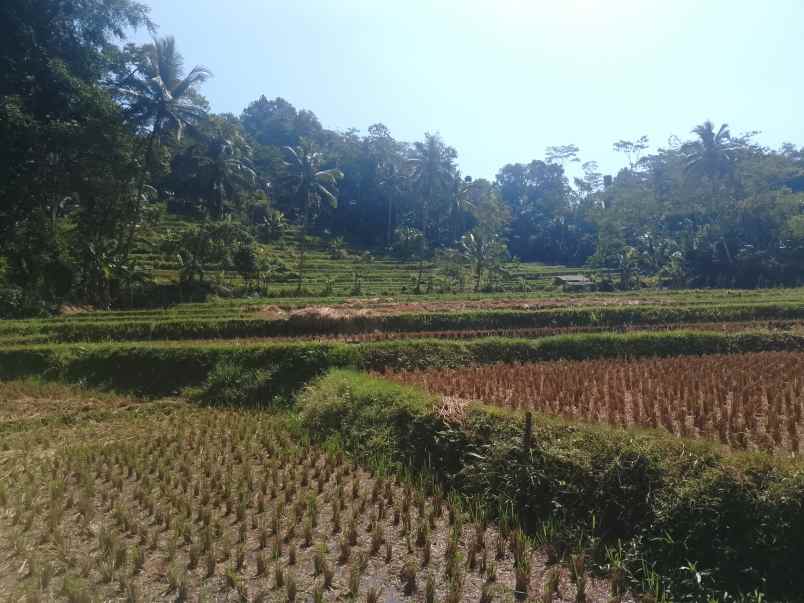 sawah dekat mata air sungai subang jawa barat