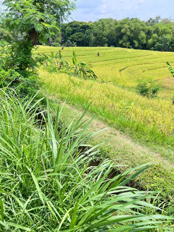 tanah 1062m strategis tepi jl raya batujamus jambangan