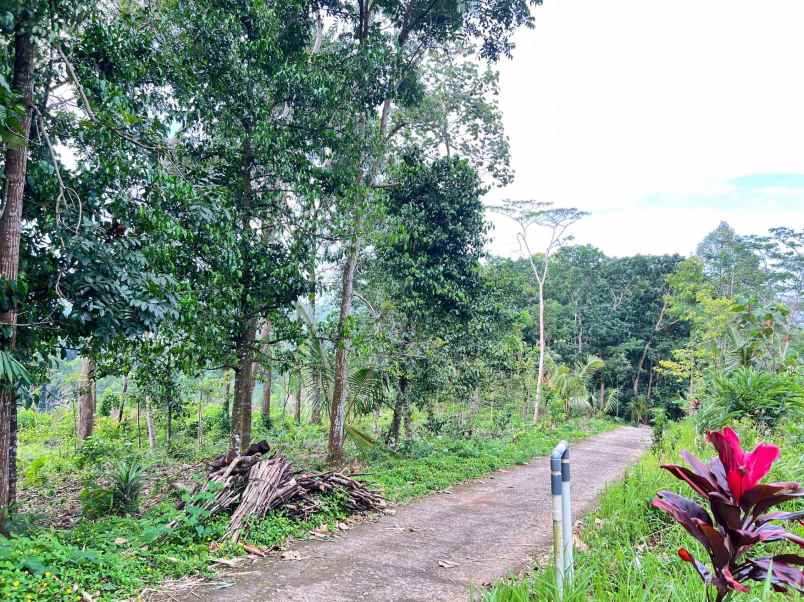 tanah 2960m hanya 275 juta udara dingin karangpandan