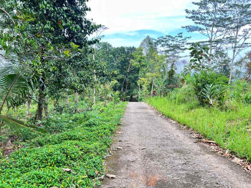 tanah 2960m hanya 275 juta udara dingin karangpandan