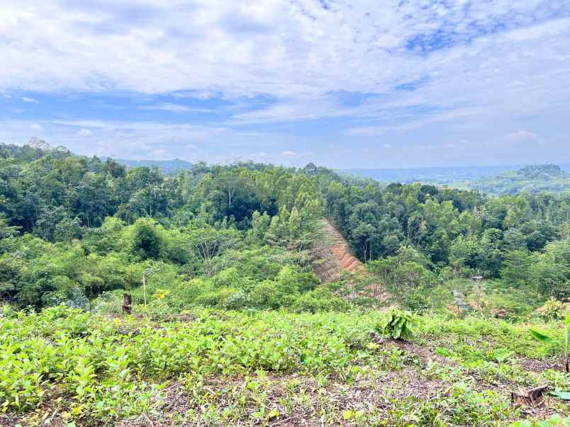 tanah 2960m hanya 275 juta udara dingin karangpandan