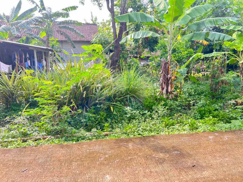 tanah 55 juta dekat pasar jambangan kedawung sragen