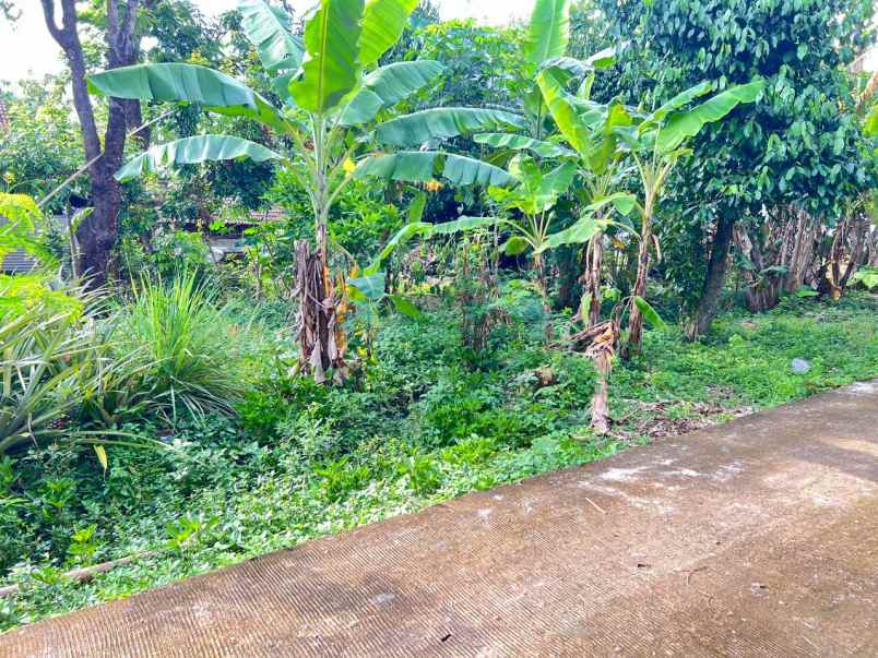 tanah 55 juta dekat pasar jambangan kedawung sragen