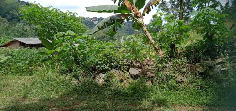 tanah di kedaung kemiling luas 300m shm 100 juta