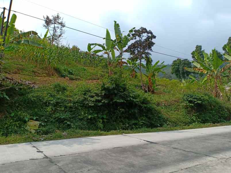 tanah kemuning ngargoyoso