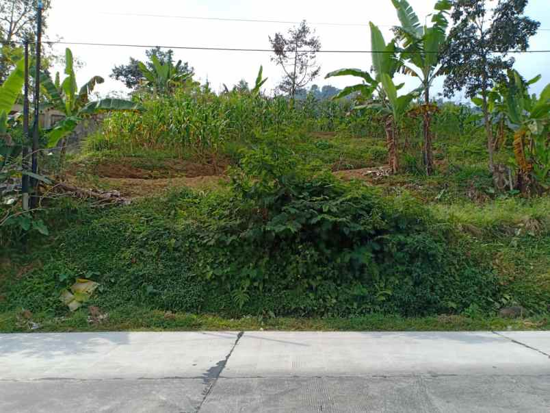 tanah kemuning ngargoyoso