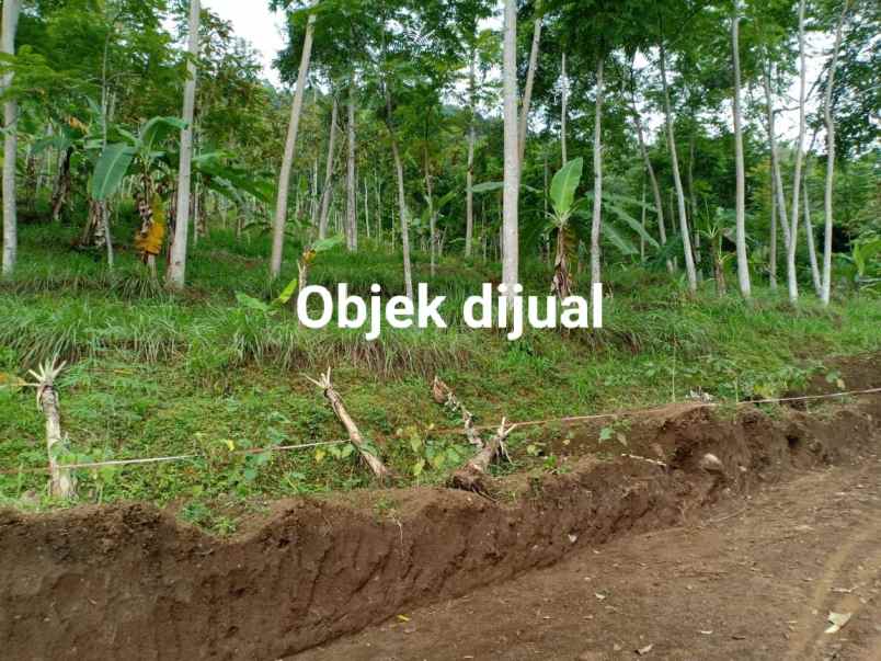 tanah kemuning ngargoyoso