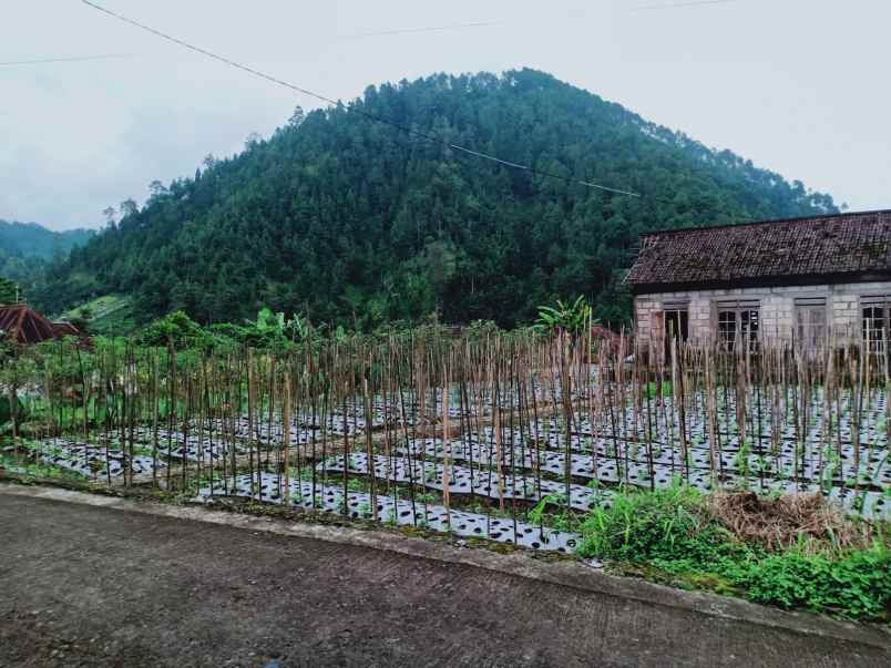 tanah kemuning ngargoyoso