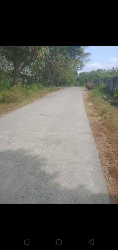 tanah pohon jati murah