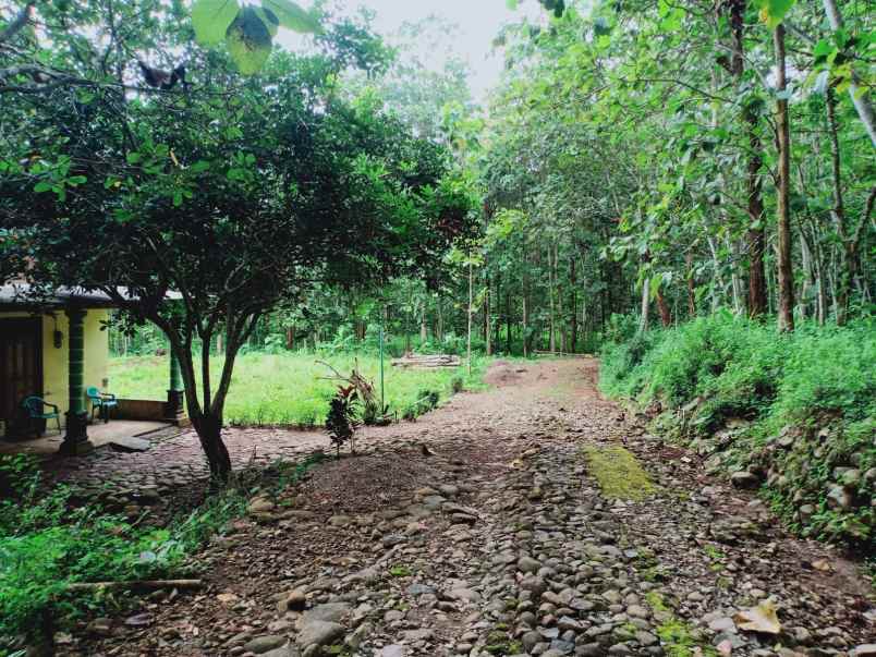 tanah sambirejo sragen