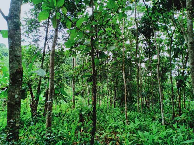 tanah sambirejo sragen