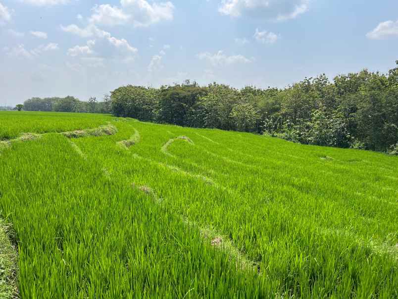 tanah sawah murah 4800m2 480 juta sambirejo sragen