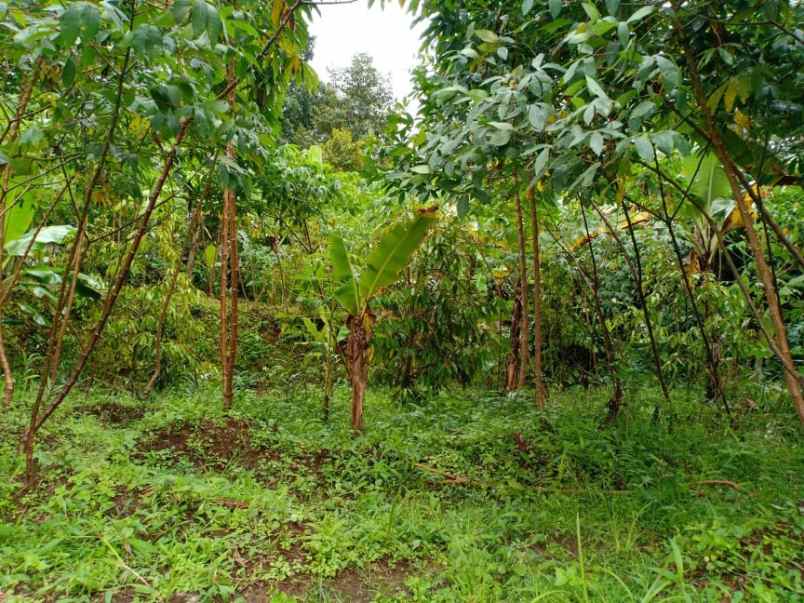 tanah utara pasar karangpandan