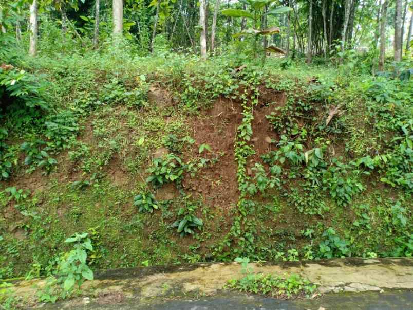 tanah utara pasar mojogedang