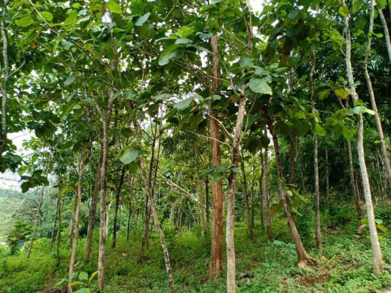 tanah utara pasar mojogedang