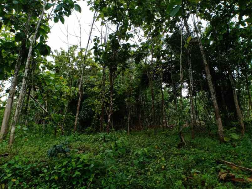 tanah utara pasar mojogedang