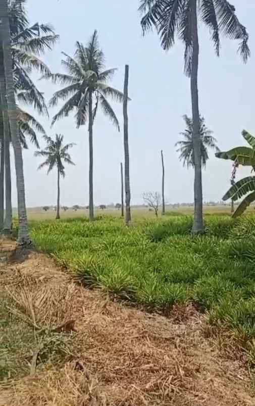 dijual lahan bagus di daerah desa sukatenang