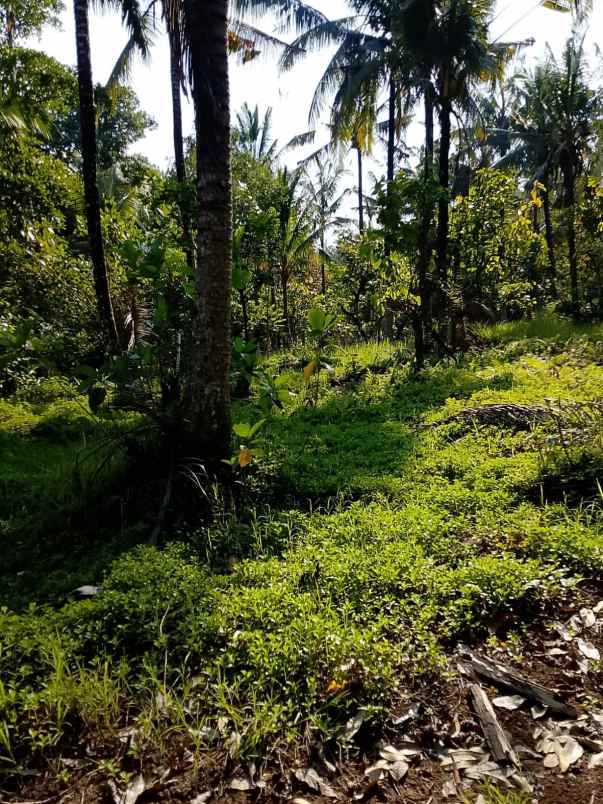 dijual tanah banjar dinas munduk desa