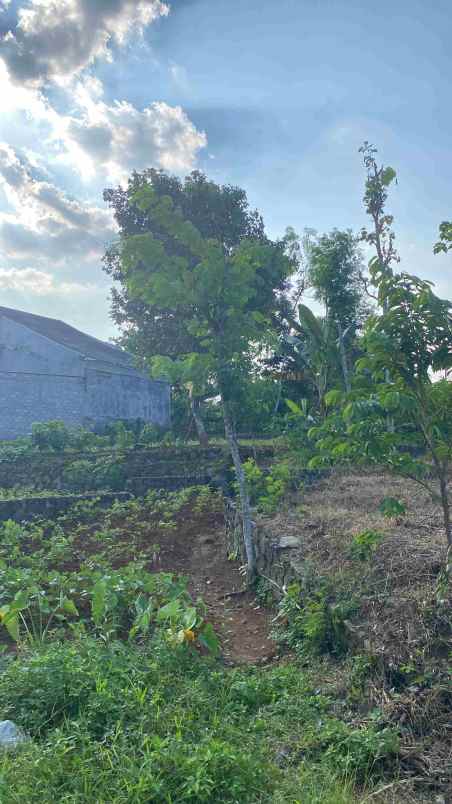 dijual tanah bulusan