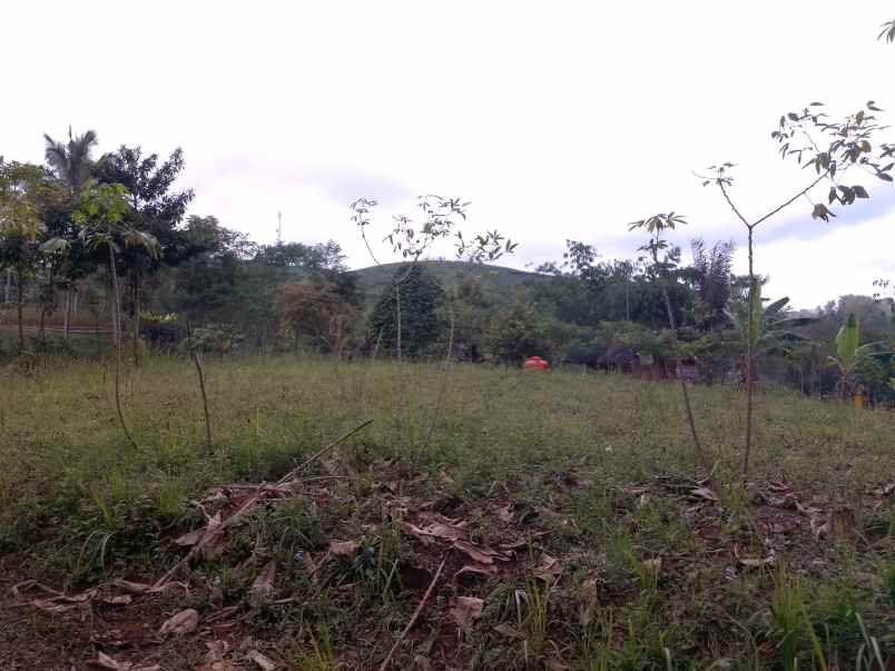 dijual tanah darat kebun strategis dan produktif