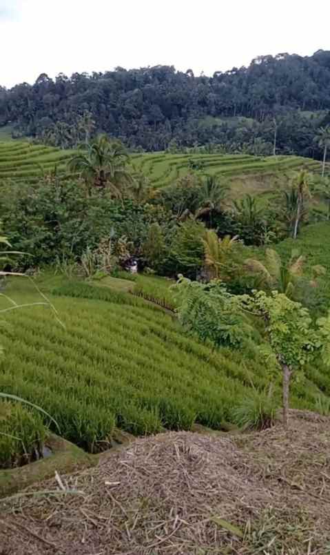 dijual tanah desa belimbing kec pupuan