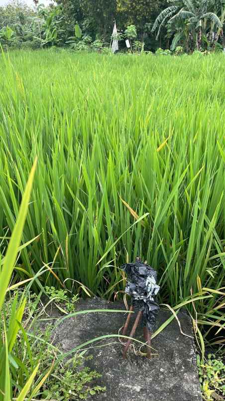 dijual tanah desa klampisan kaliancar