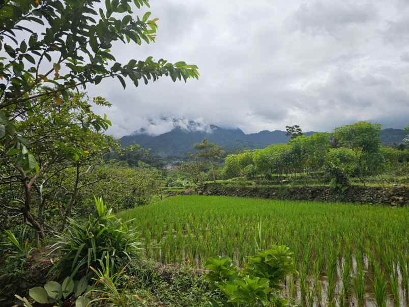 dijual tanah gunung bunder 2 pamijahan