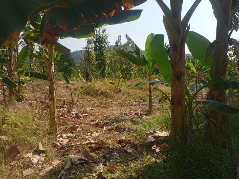 dijual tanah jalan gringsing kedawung