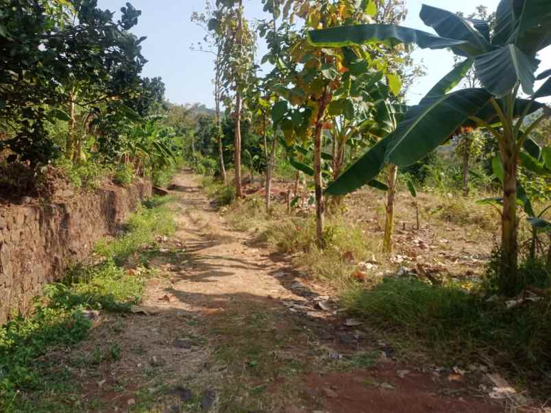 dijual tanah jalan gringsing kedawung