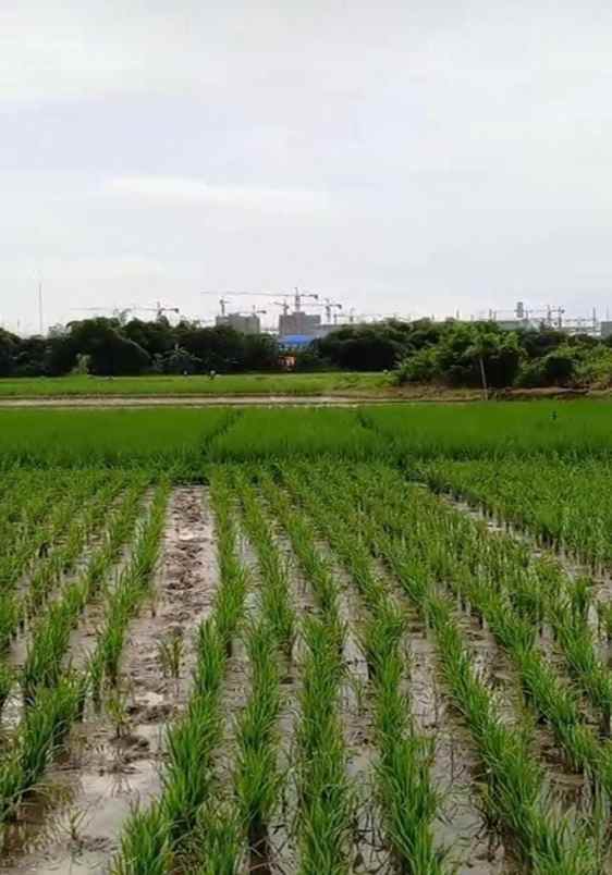 dijual tanah jaringao